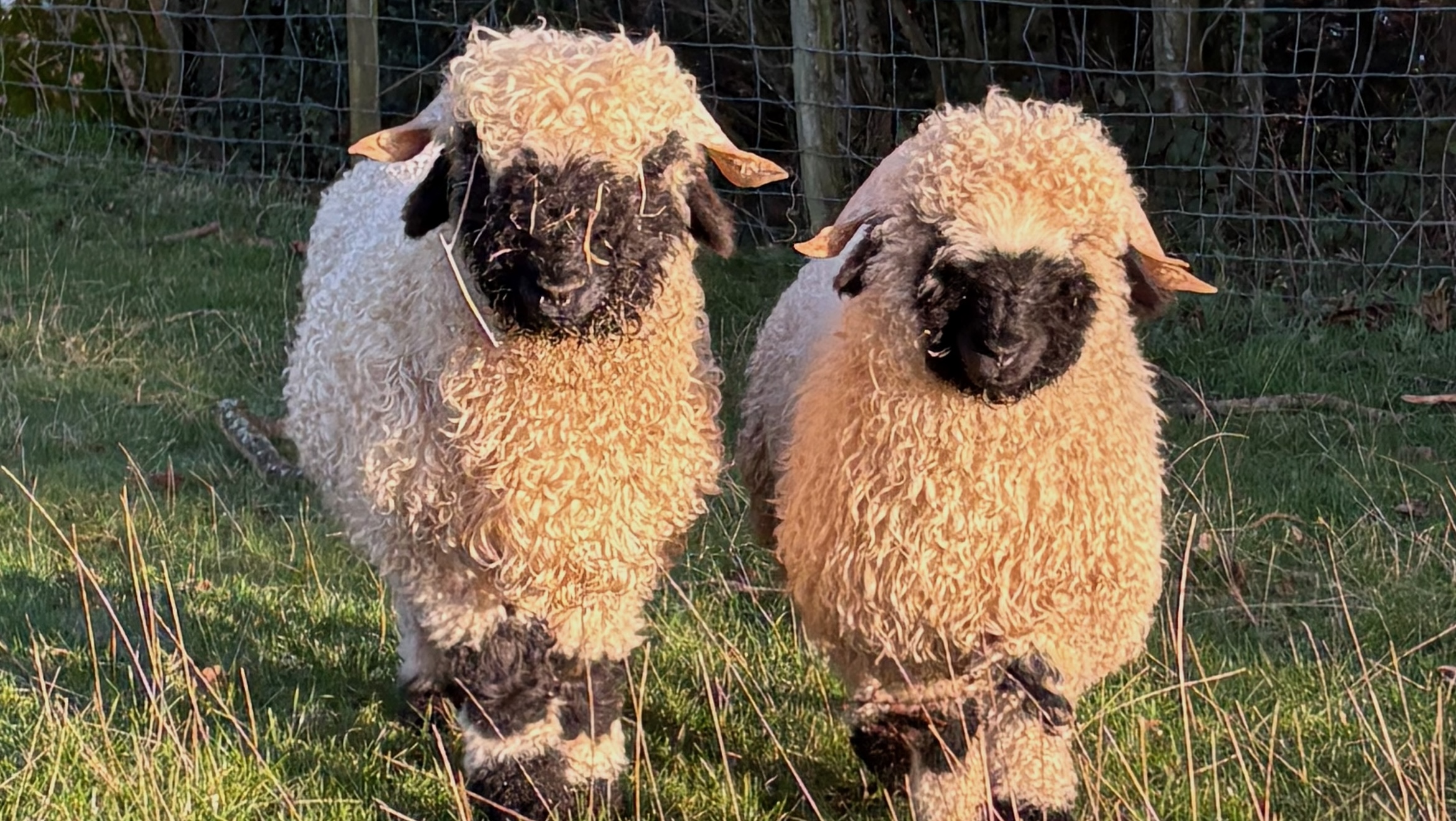 Two Valais Blacknose Sheep side by side at Middle Farm & Cottages in Shropshire.