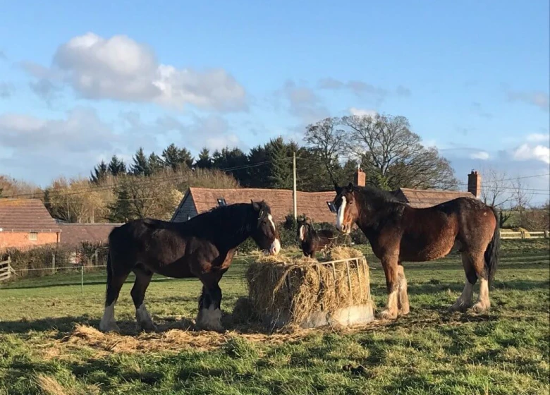 Two Shire horses feeding on a bay of hay