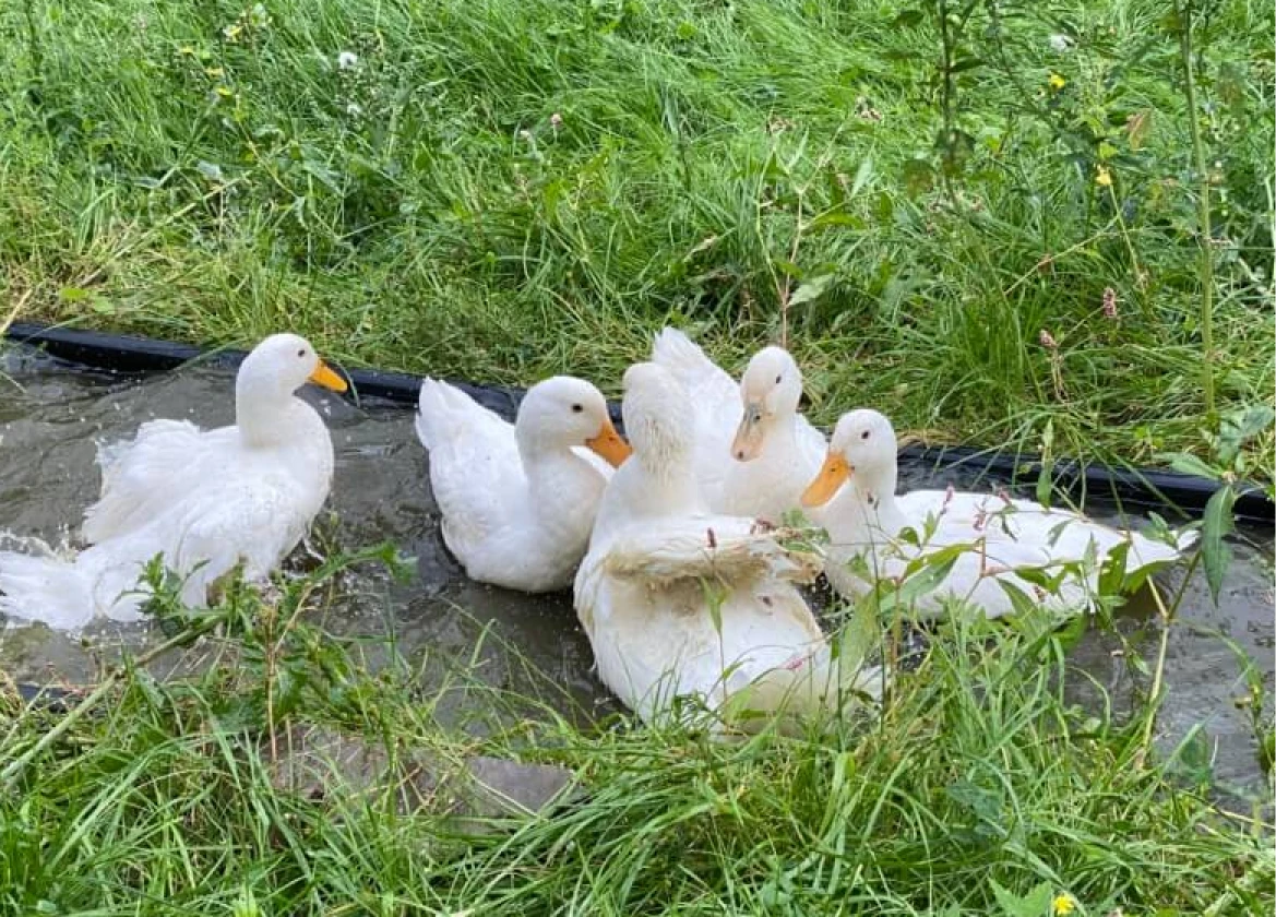Ducks