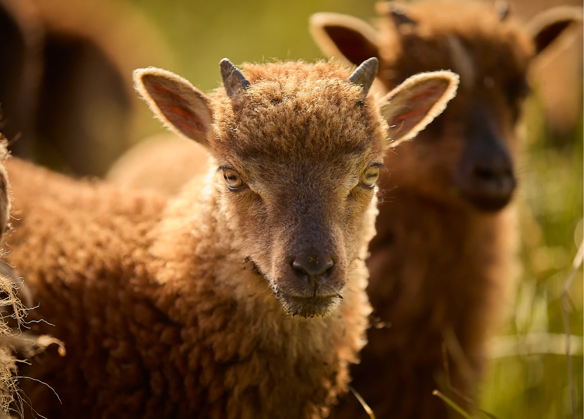 Soay Sheep