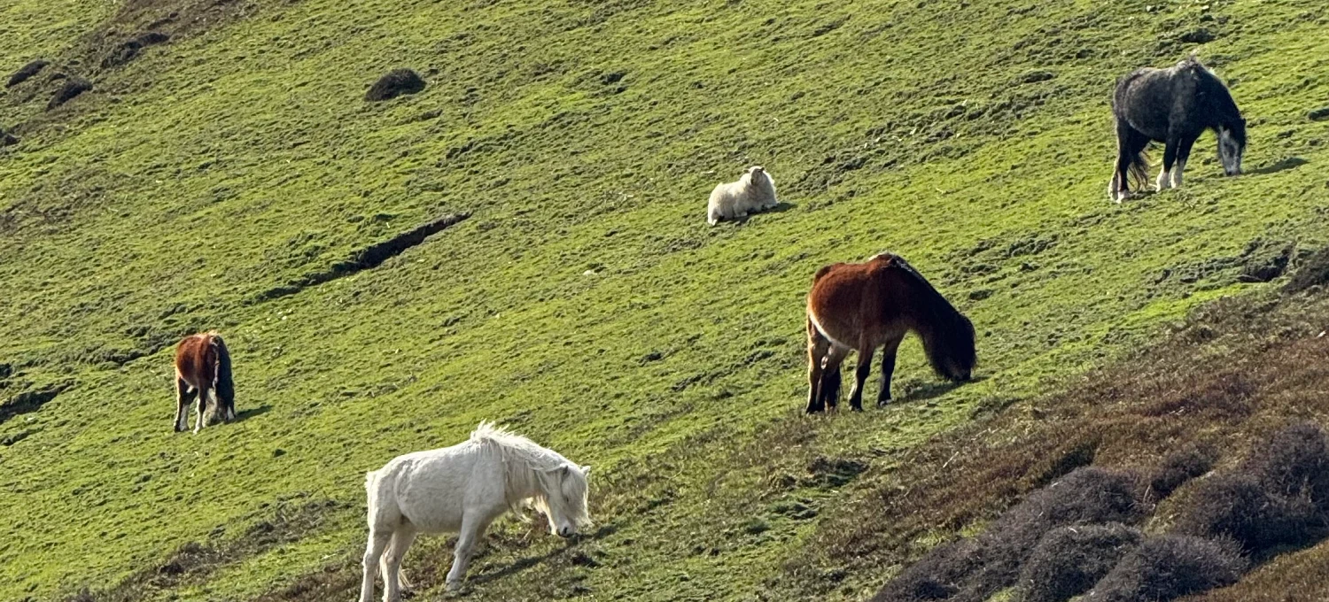 Horses on the Shropshire Hills